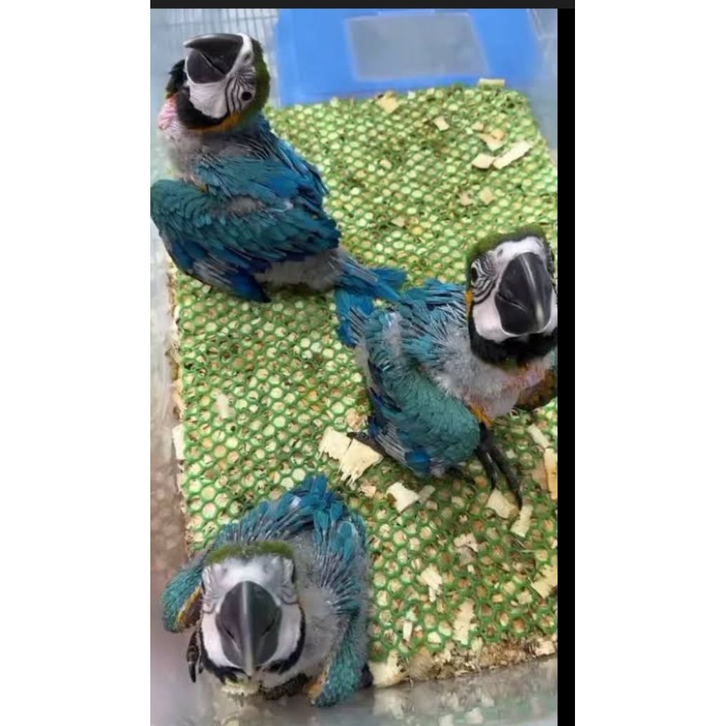 Burung macaw blue n gold anak lolohan