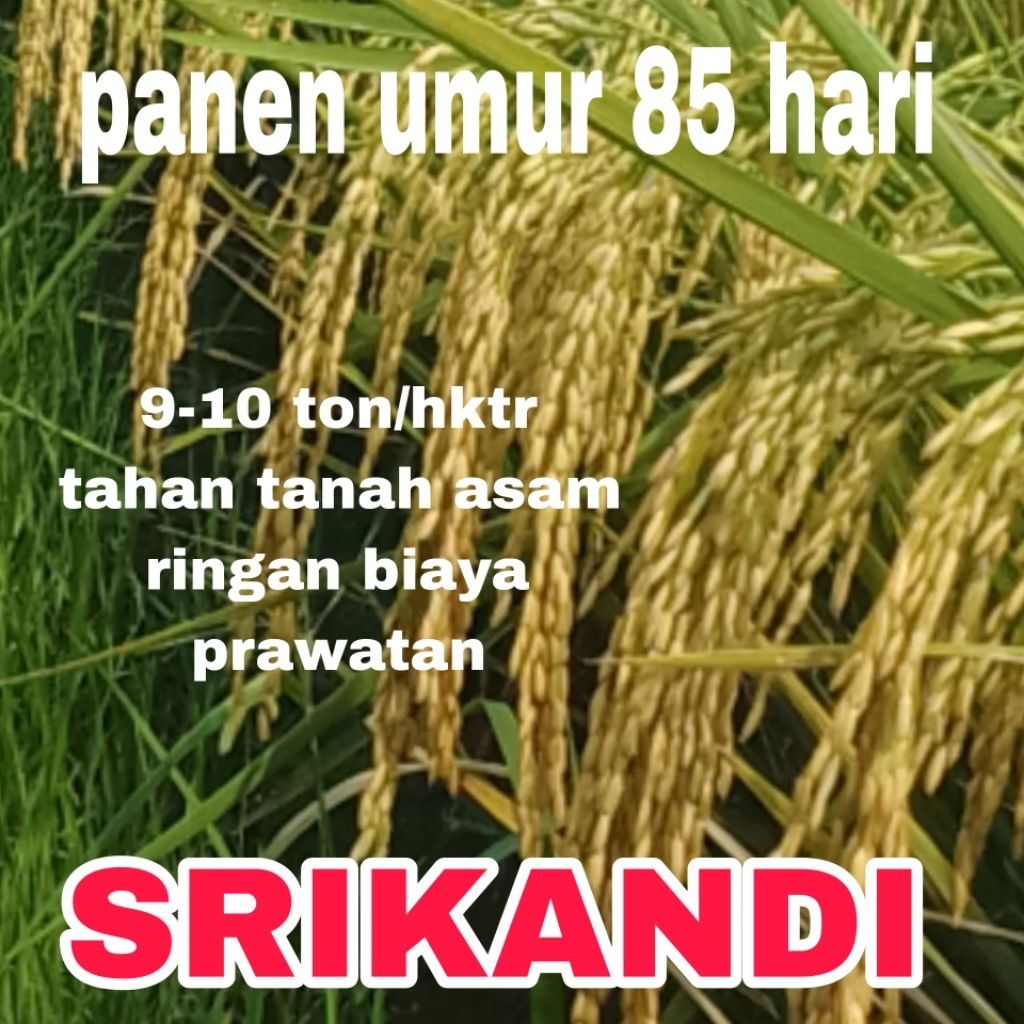 benih padi SRIKANDI kemasan 5kg