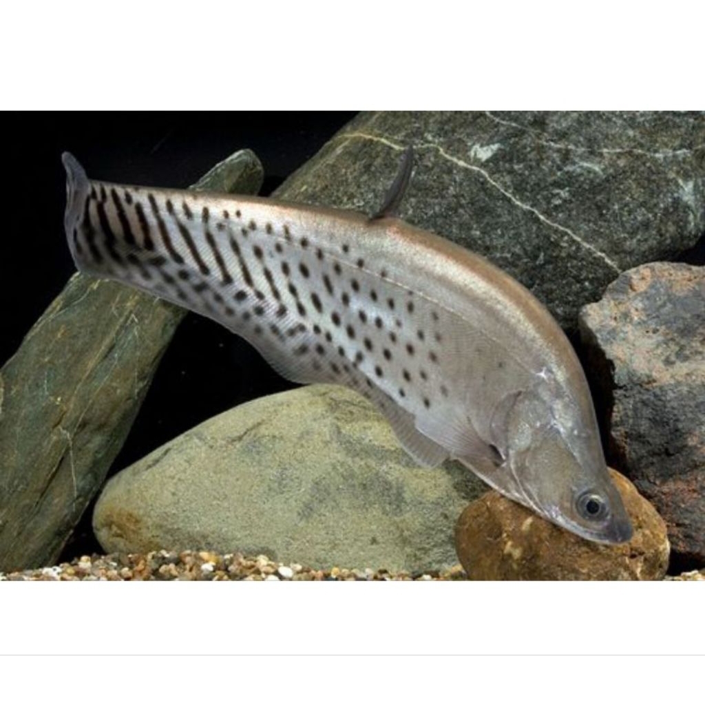 sticker IKAN BELIDA ROYAL 8-10CM