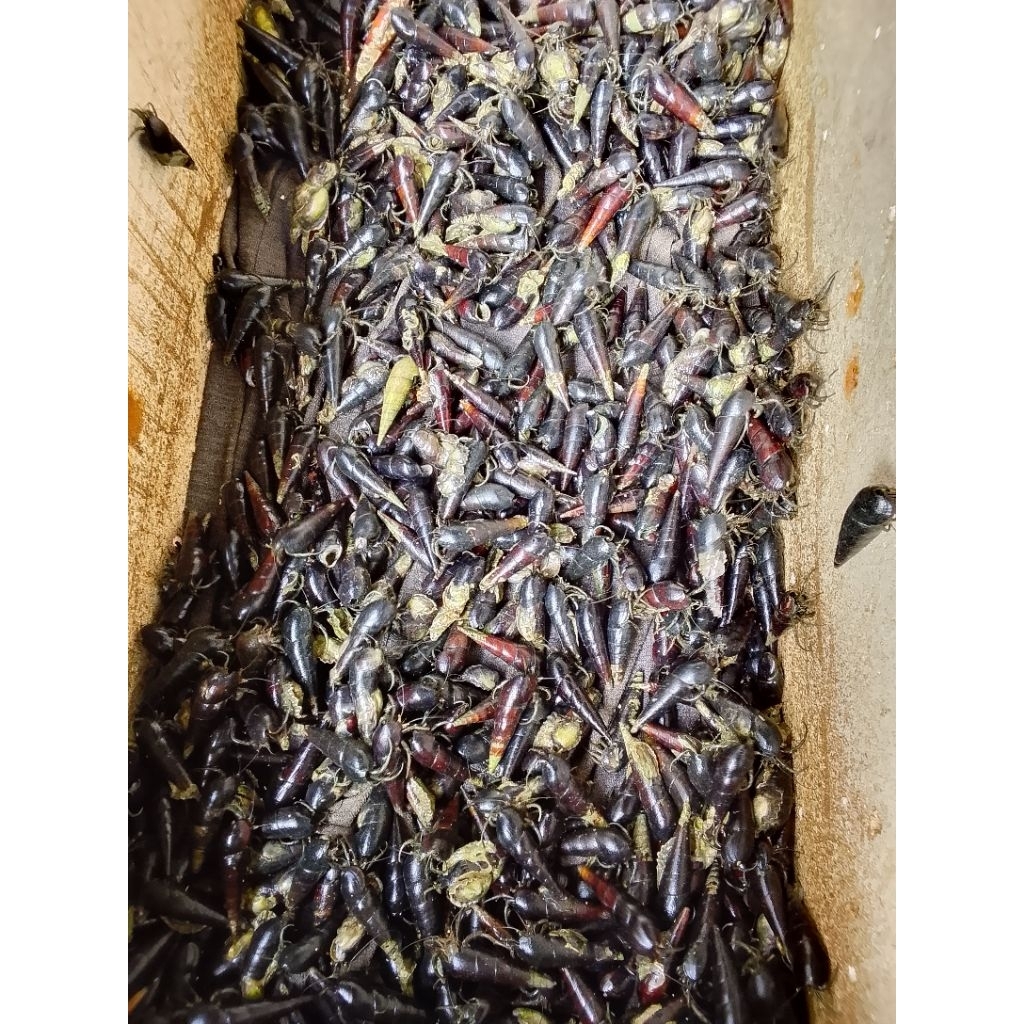 Kelomang Laut hidup Umpan Pancing Galatama Lele dan Bawal Ukuran Sedang 1kg isi 140 ekor sampai 150 