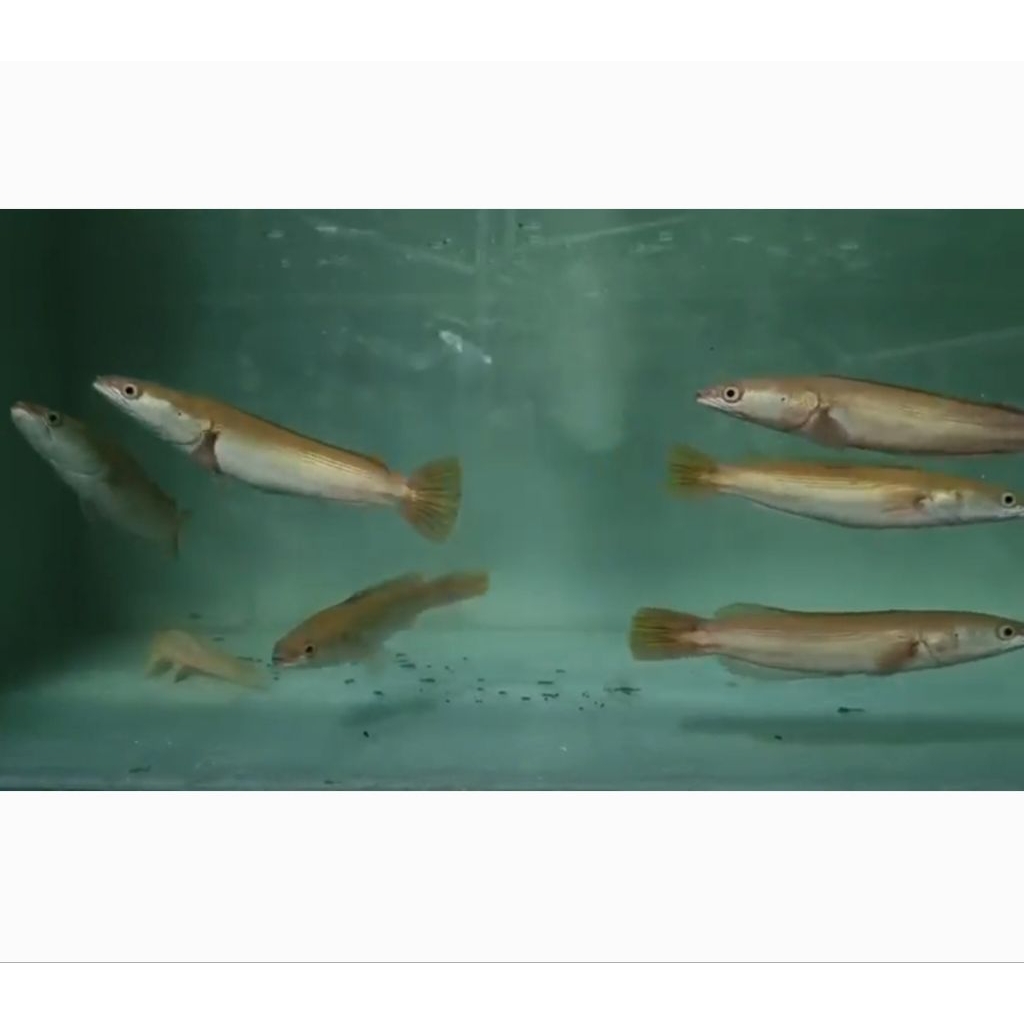 sticker IKAN CHANA TOMAN GOLDEN XHANTIC 5-8CM new stok