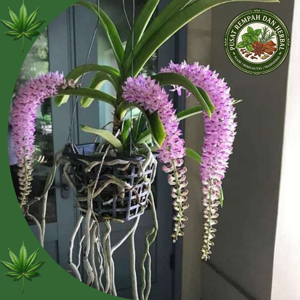 PROMO ANGGREK RICONTILIS RETUSA SPIKE