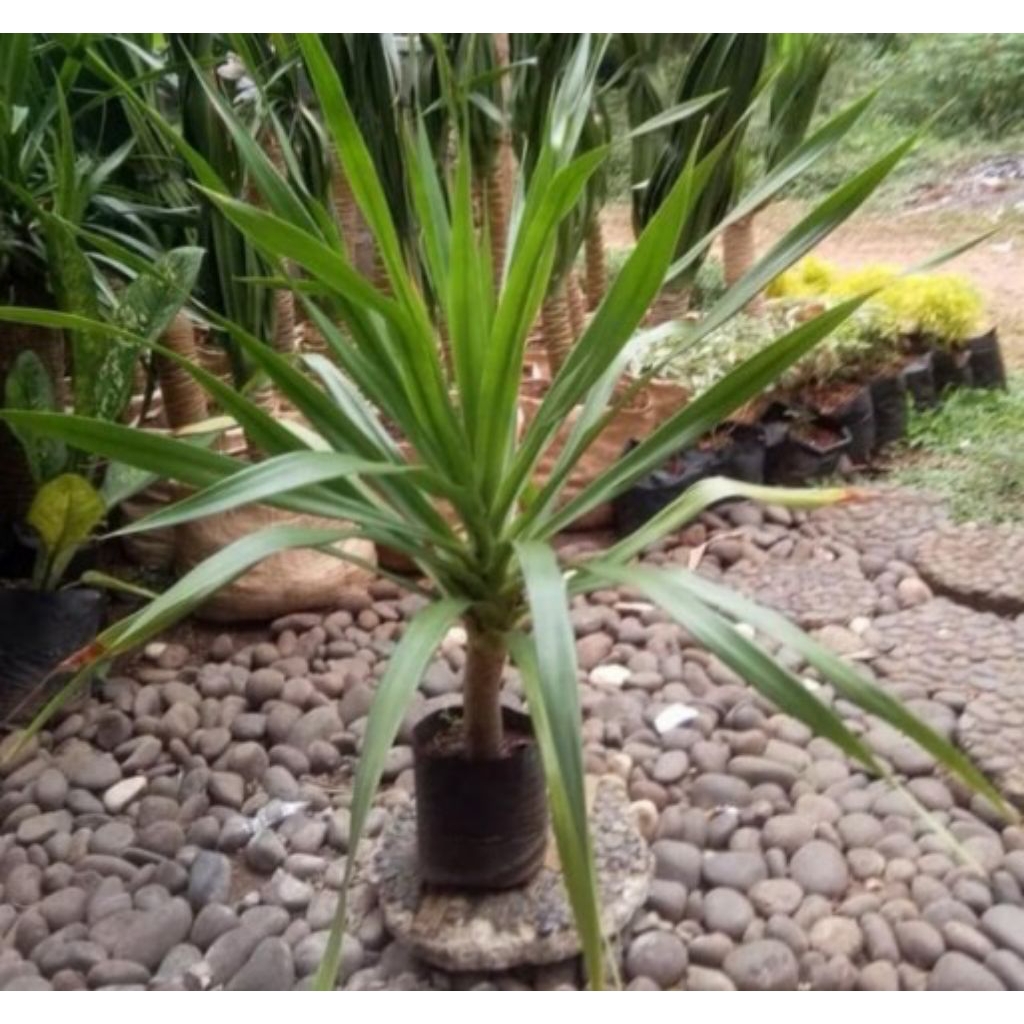 POHON BALI/TANAMAN PANDAN BALI/ TANAMAN HIAS PANDAN BALI/POHON PANDAN BALI