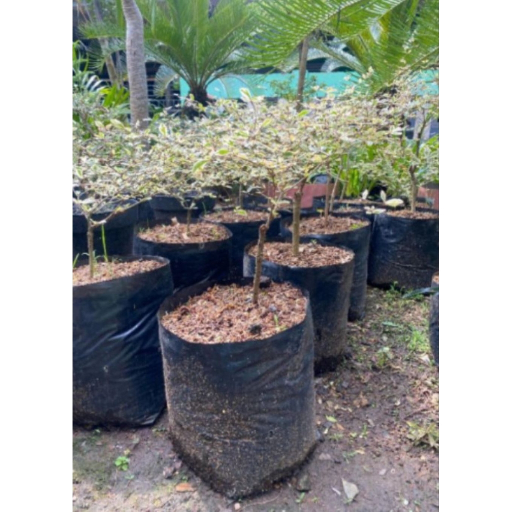 BIBIT KETAPANG KENCANA/TANAMAN HIAS KETAPANG KENCANA VARIGATA/BIBIT POHON KETAPANG KENCANA VARIGATA
