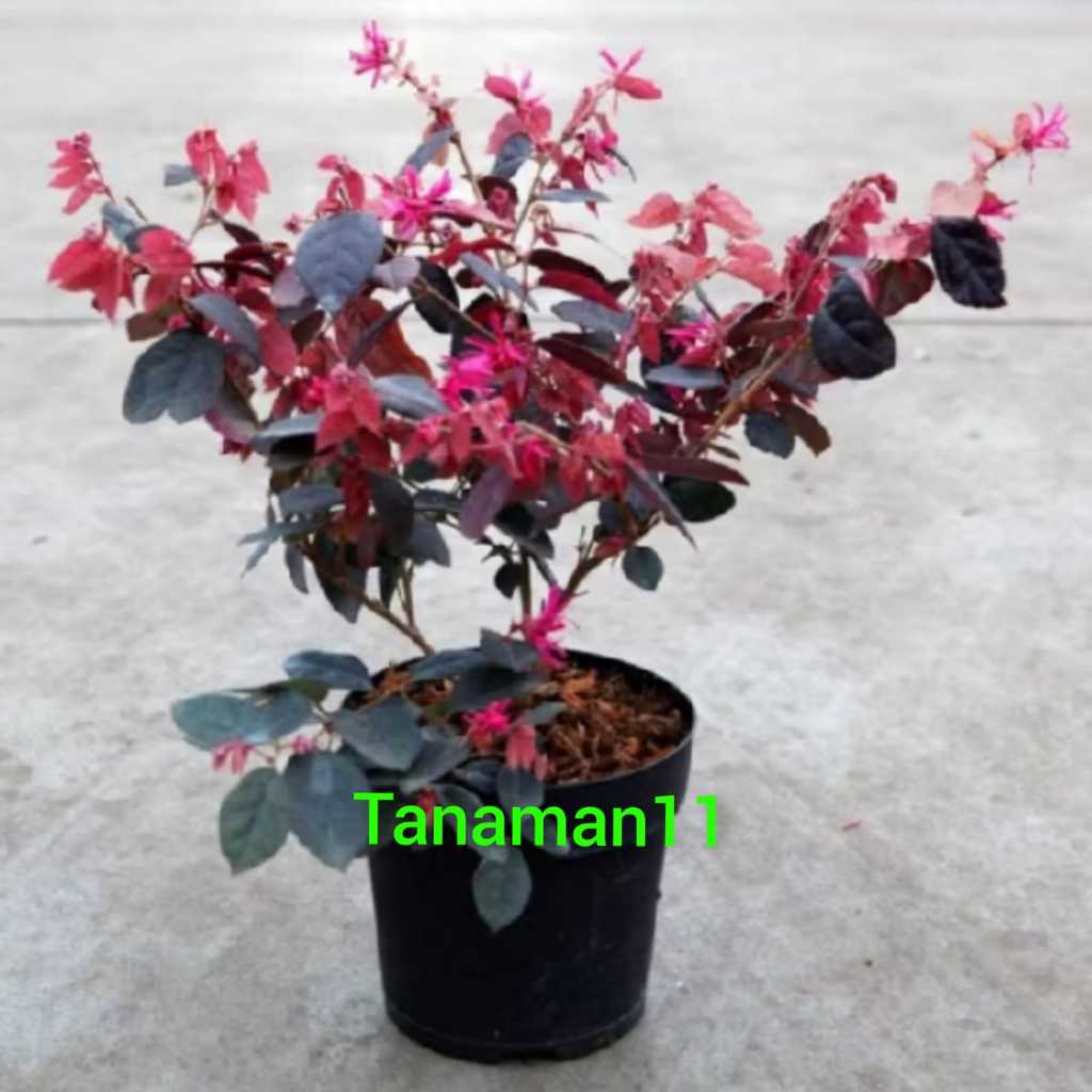 Tanaman serut merah pitaloka pitalub