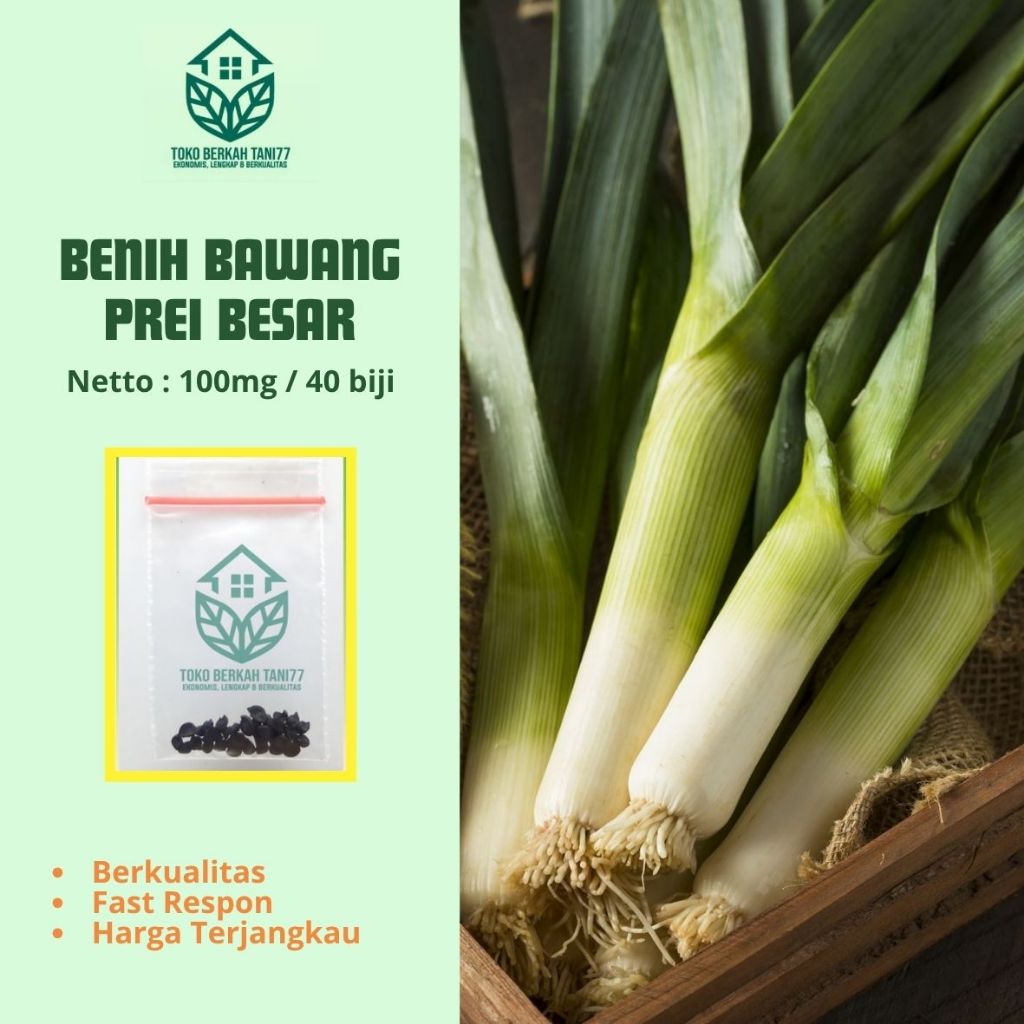 Bibit Bawang Prei Besar Benih Bawang Prei Besar Sayuran Unggul Berkualitas