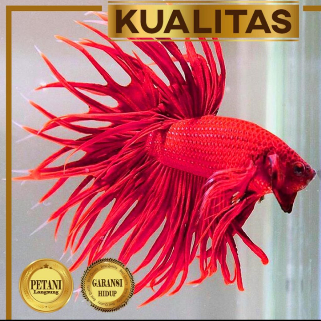 Cupang Crown Tail Super Red Ikan Hias