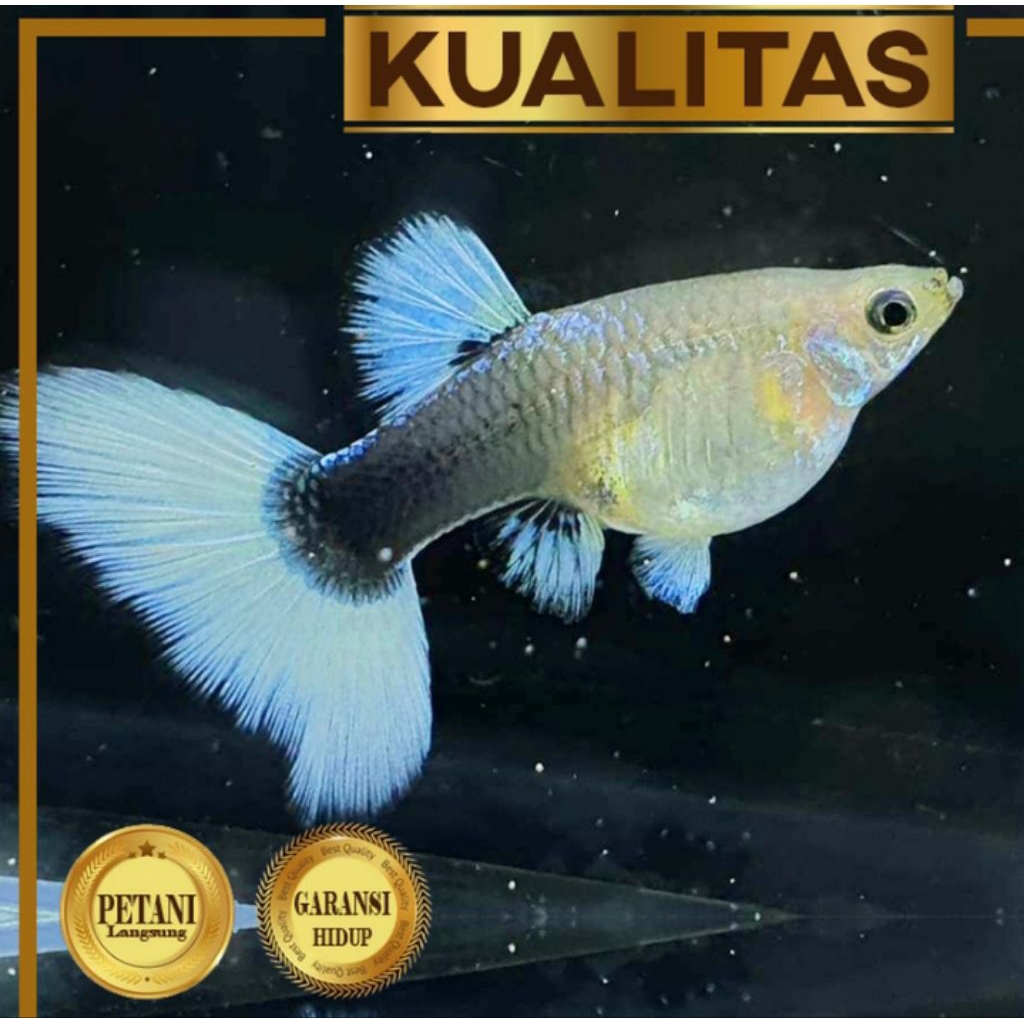 Guppy HB White Betina