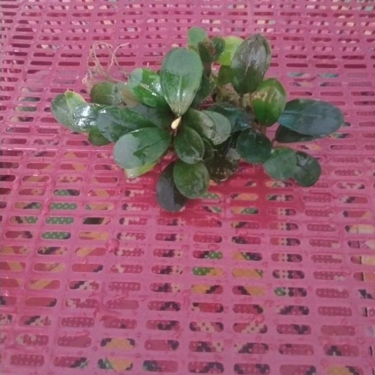 bucephalandra medium perclump