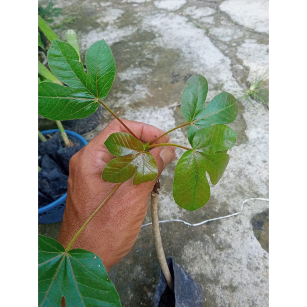 BIBIT TANAMAN JARAK MERAH/JARAK WULUNG