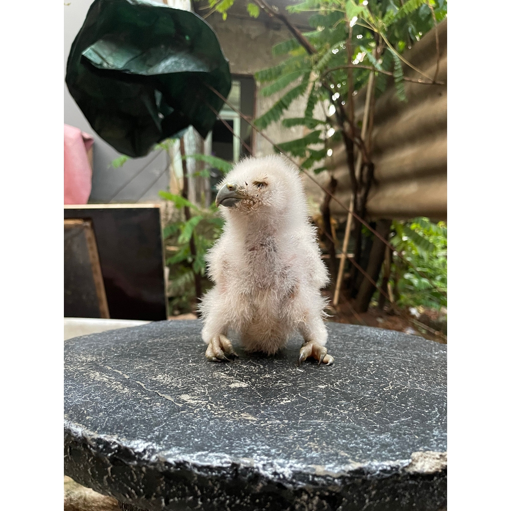 Burung Hantu Buffy Fish Owl Beluk Ketupa