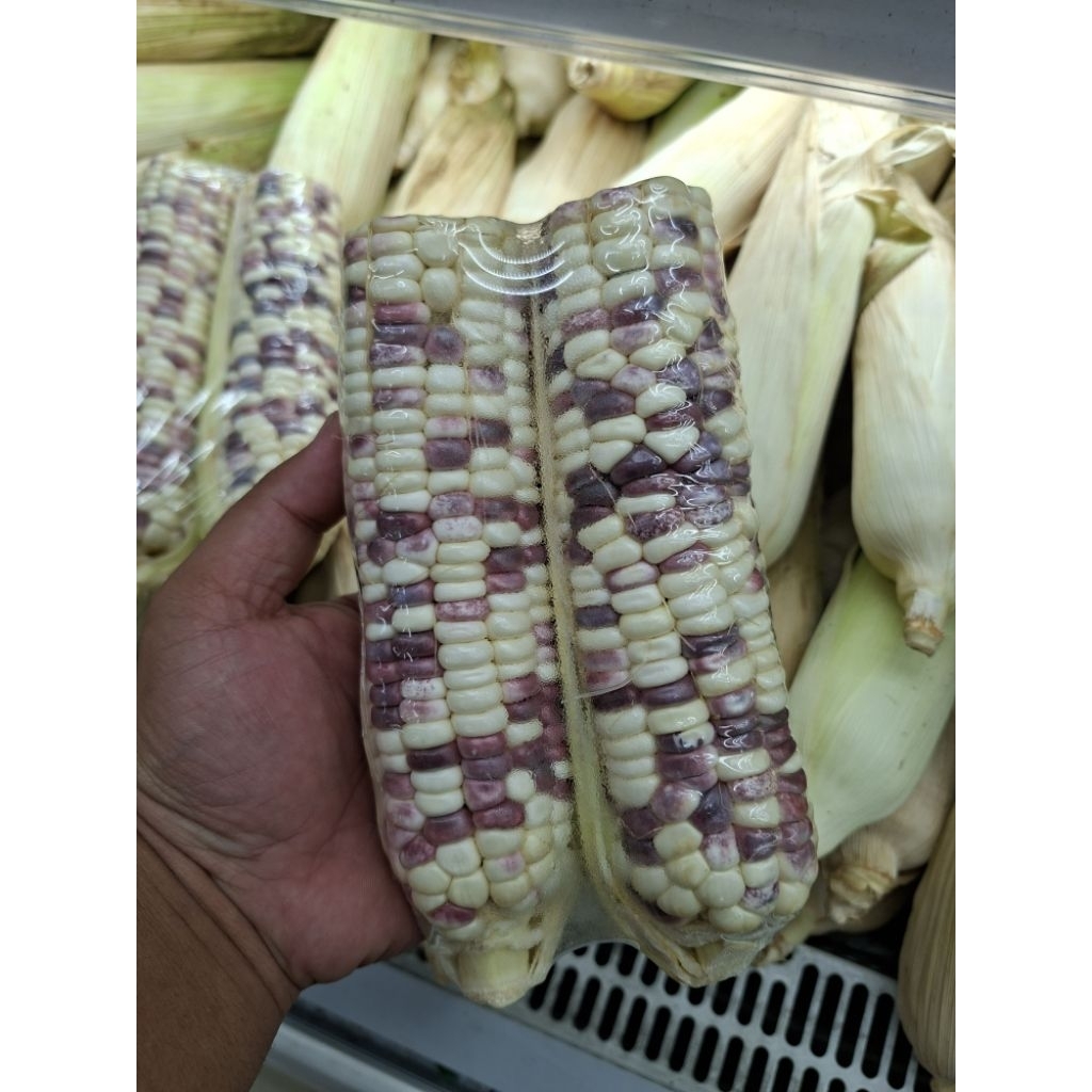 Jagung ketan pelangi | Jagung Ketan 2 warna / kg