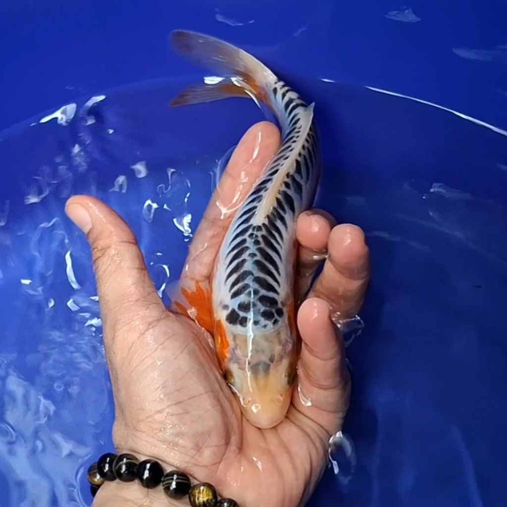 Ikan Koi Blitar Jenis Shusui / Rumah Koi Jakarta / kode 0010