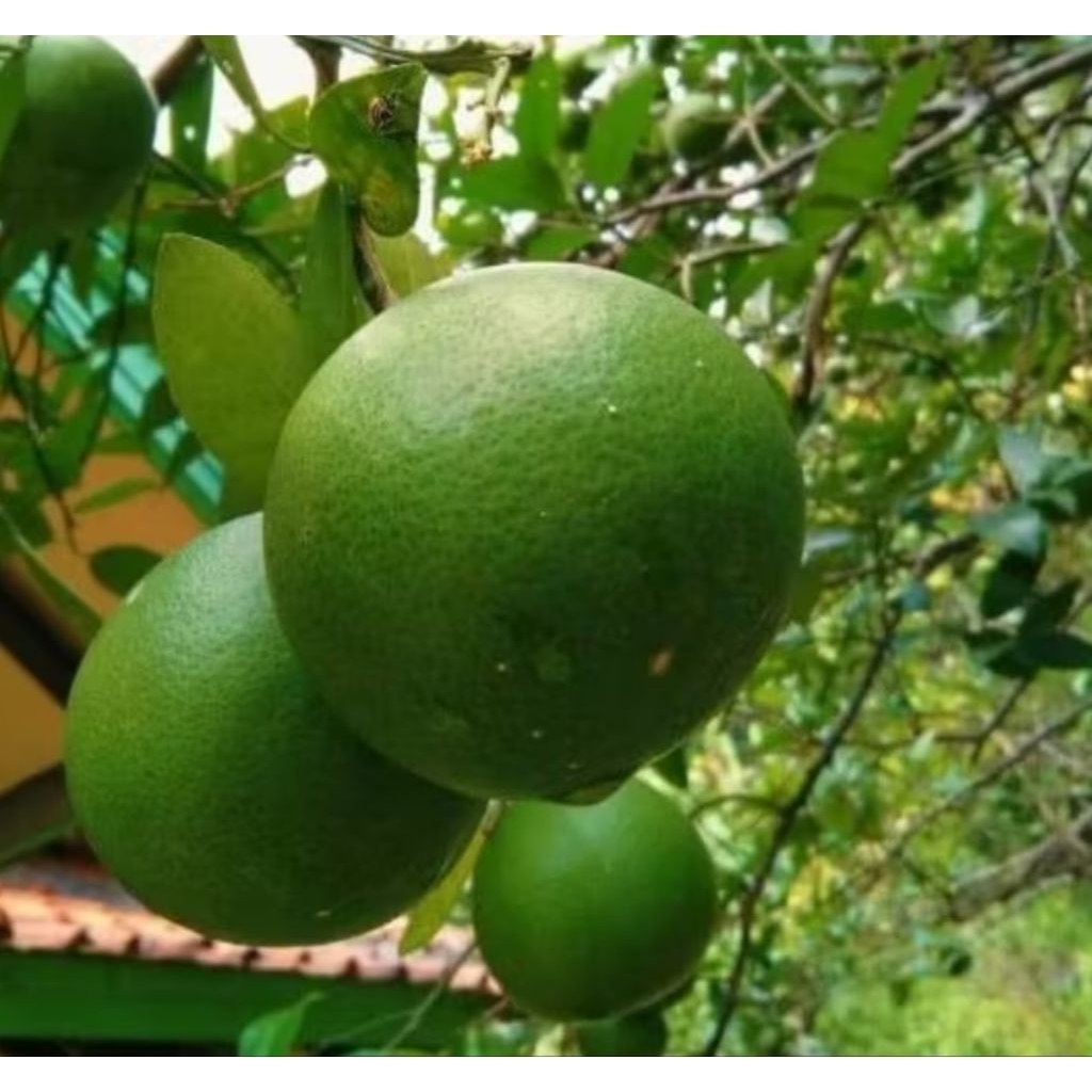 jeruk Bali mini segar 1KG