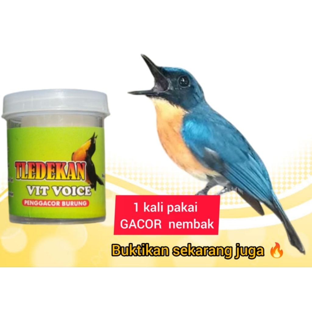 doping Tledekan vit voice penggacor seketika burung Tledekan