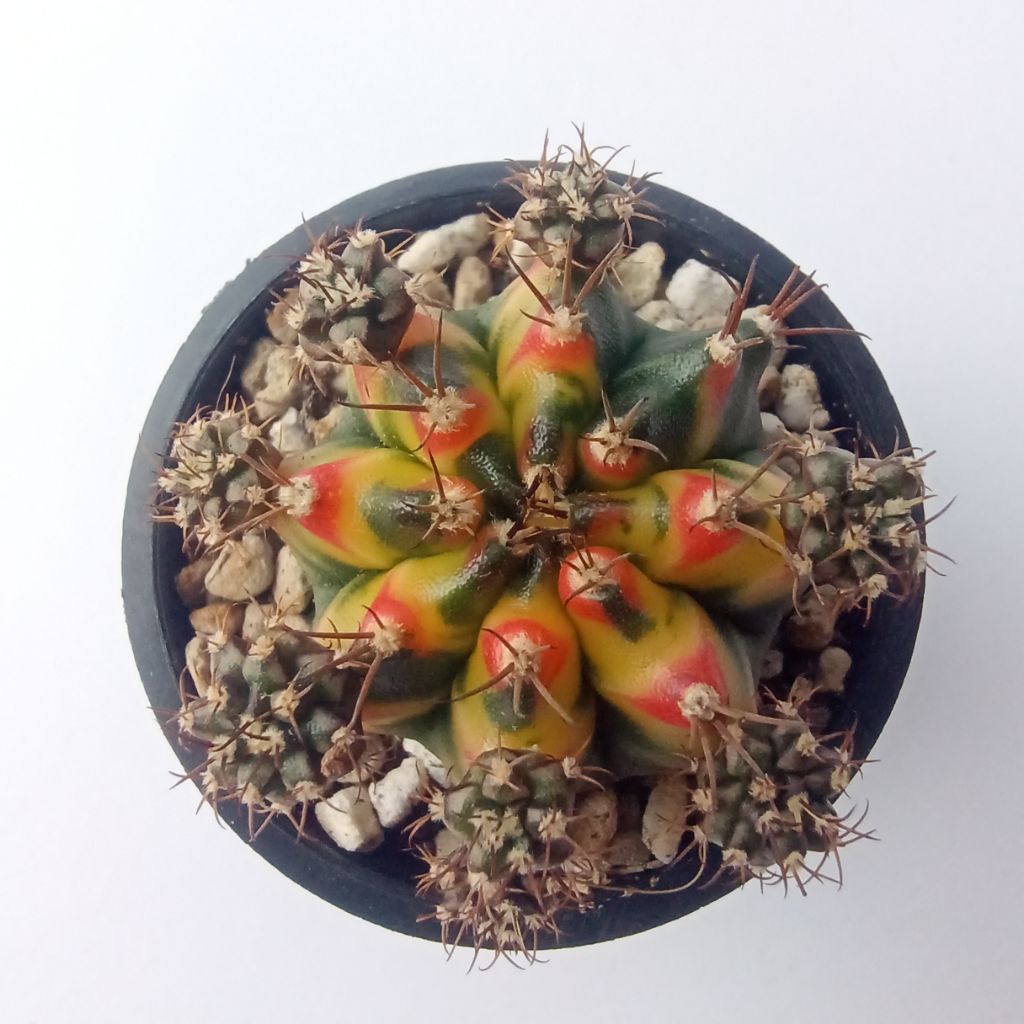 Gymno Multicolor