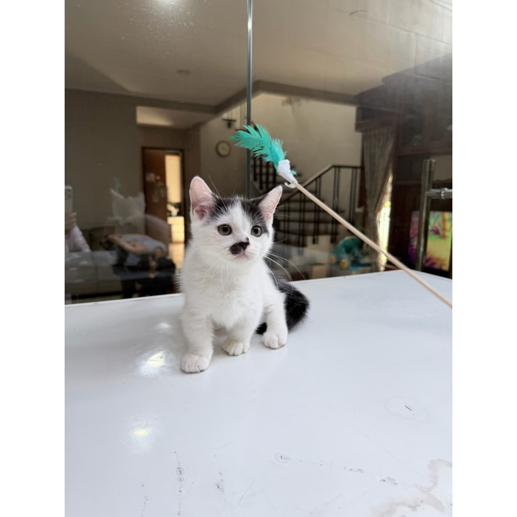 kucing Munchkin