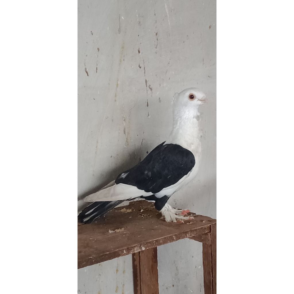 merpati hias , merpati pos , merpati kolong