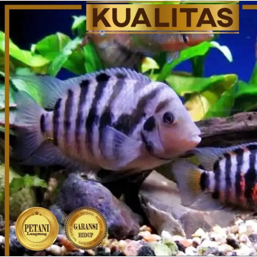10 Ekor Purple Convict Cichlid Ikan Hias