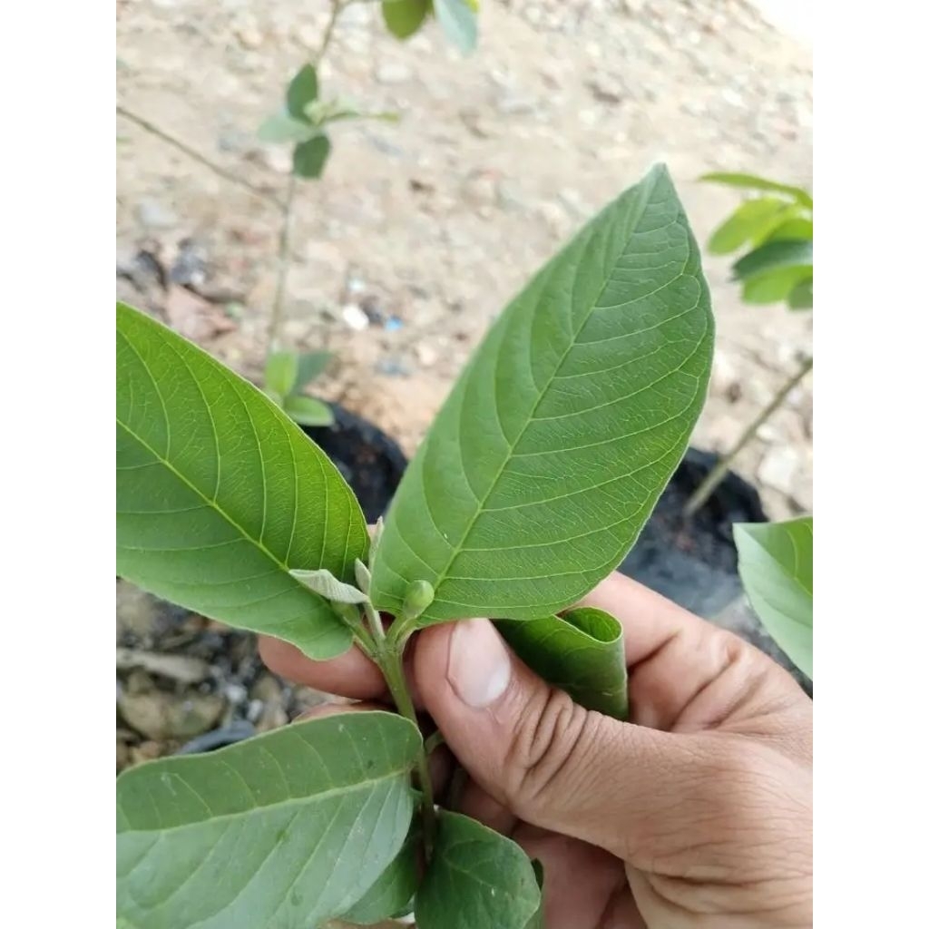 cangkokan jambu kristal putih