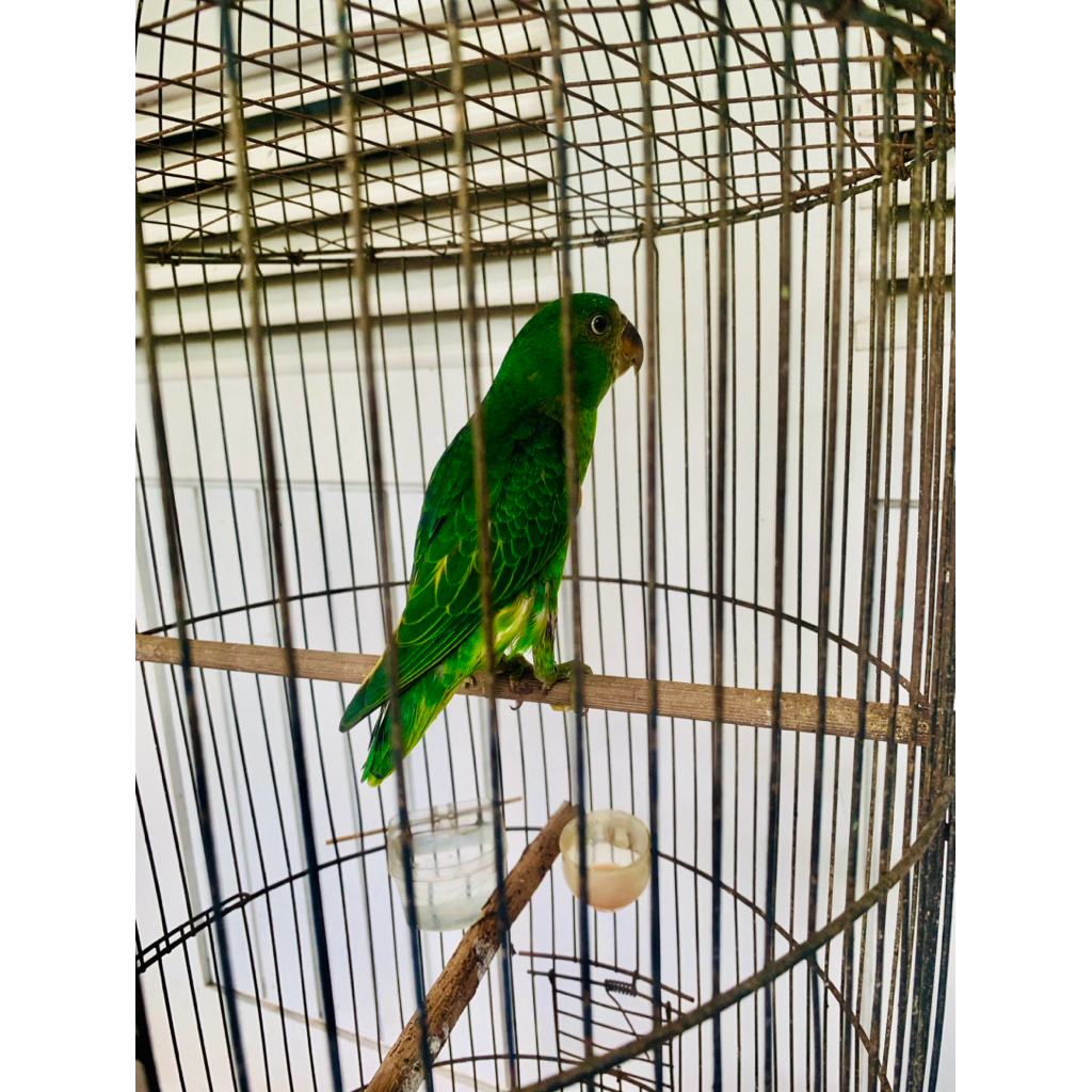 BURUNG NURI TANAU TROTOL RAWATAN