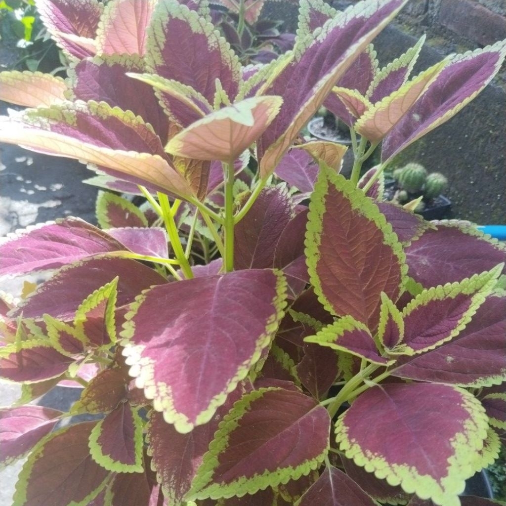 Miana atau Coleus(Iler Jawa)