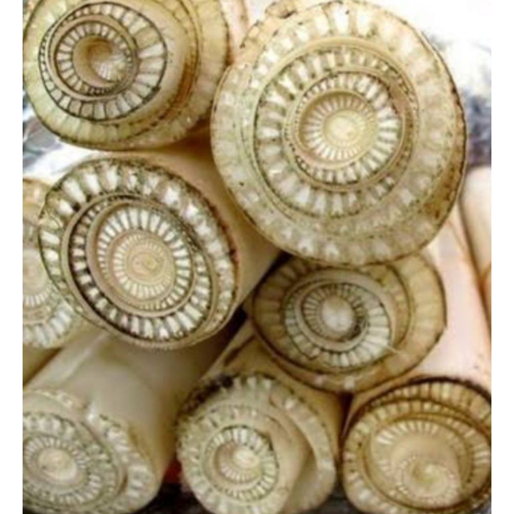 jual gedebog pisang