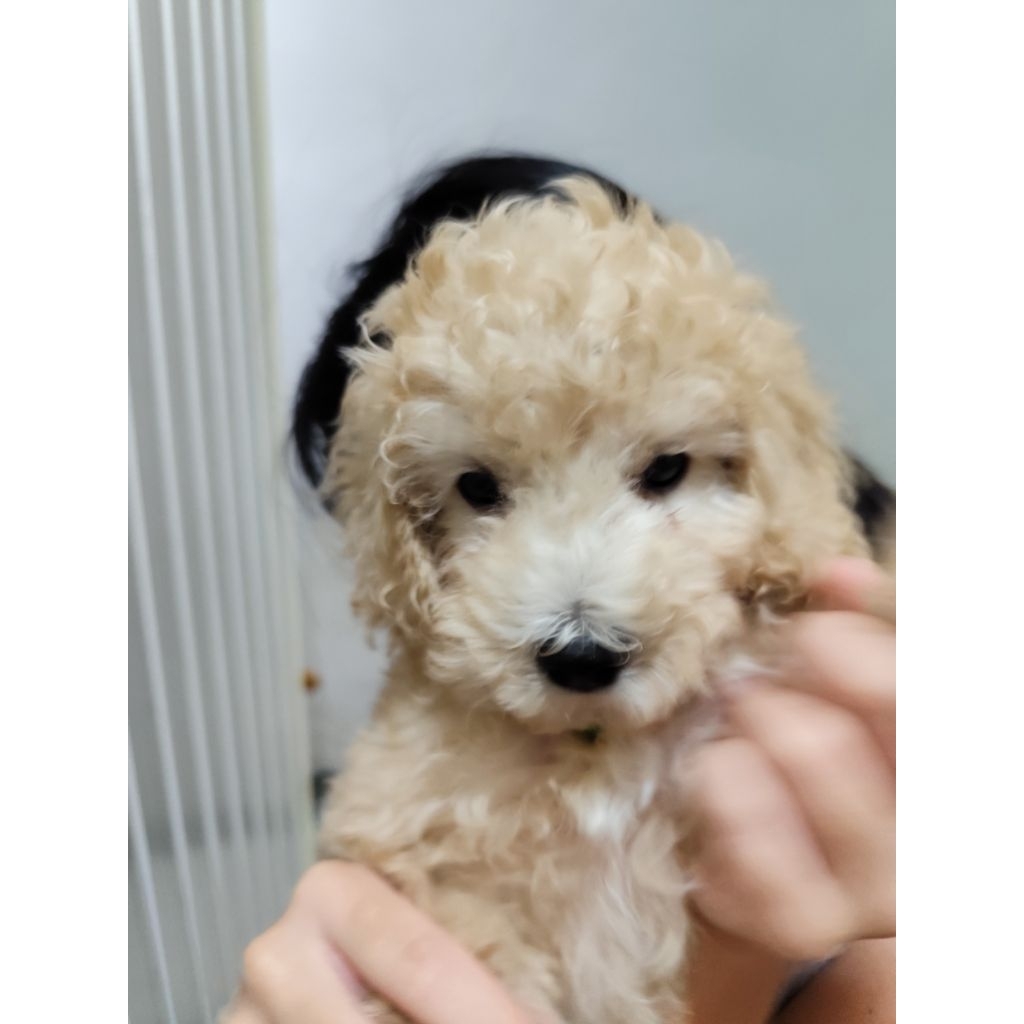 Anjing Toy Poodle / Puppies Toy Poodle | Jantan 2 Bulan