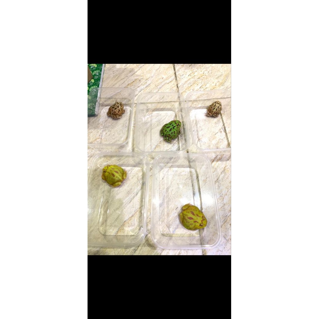 Pacman Frog