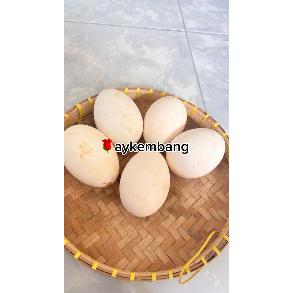 Telur Angsa