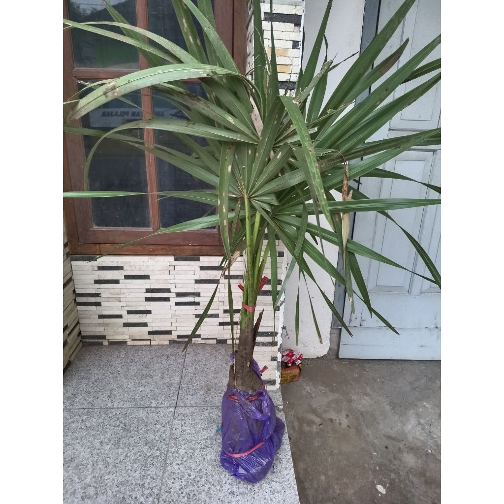Bibit Pohon Lontar Anakan Pot Plastik Tinggi kurleb 60-100 cm (Dikirim Plus Tanah Humusnya Jadi Aman