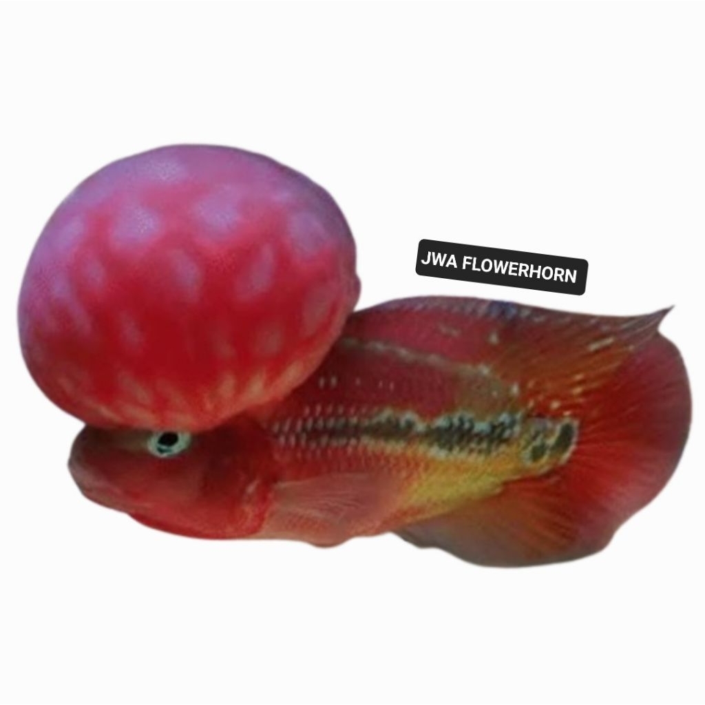 Burayak Ikan Louhan Kamfa V1 Thailand Super Red
