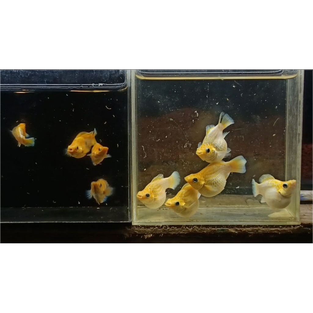 Mainan Paket 2 pasang Molly Lemonhead bulet bantet siap induk