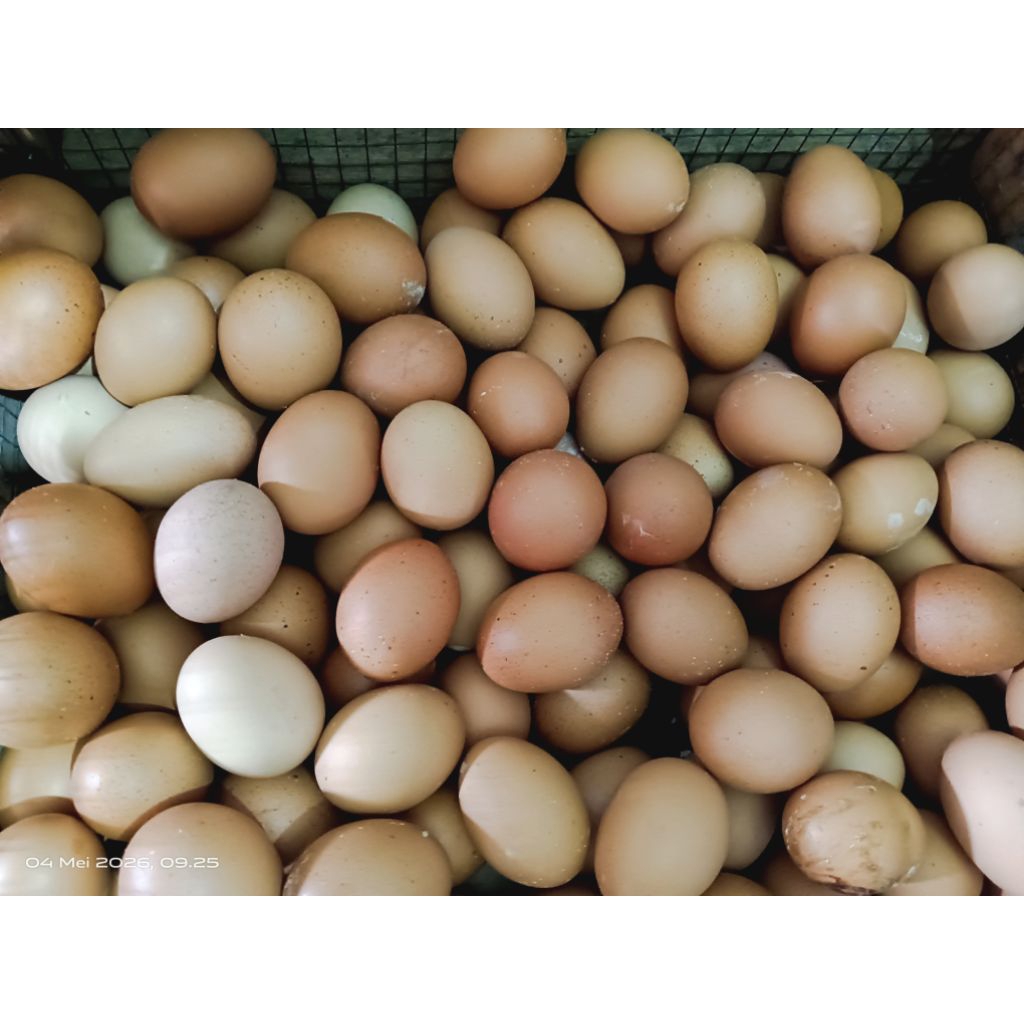 Telur Ayam Negeri 1 kg