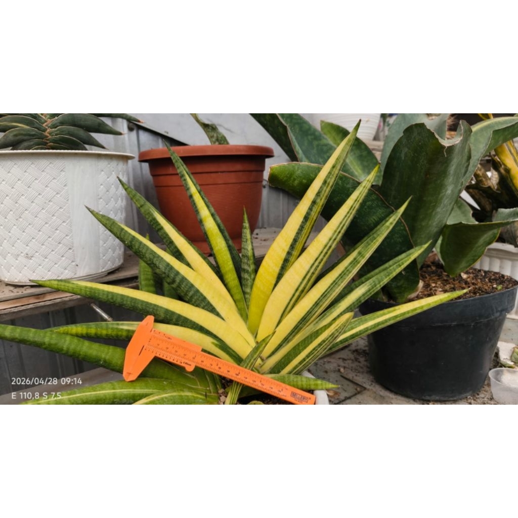 sansevieria sanse marsha anjani Varigata jumbo