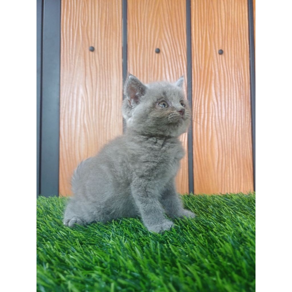 kitten british shorthair blue