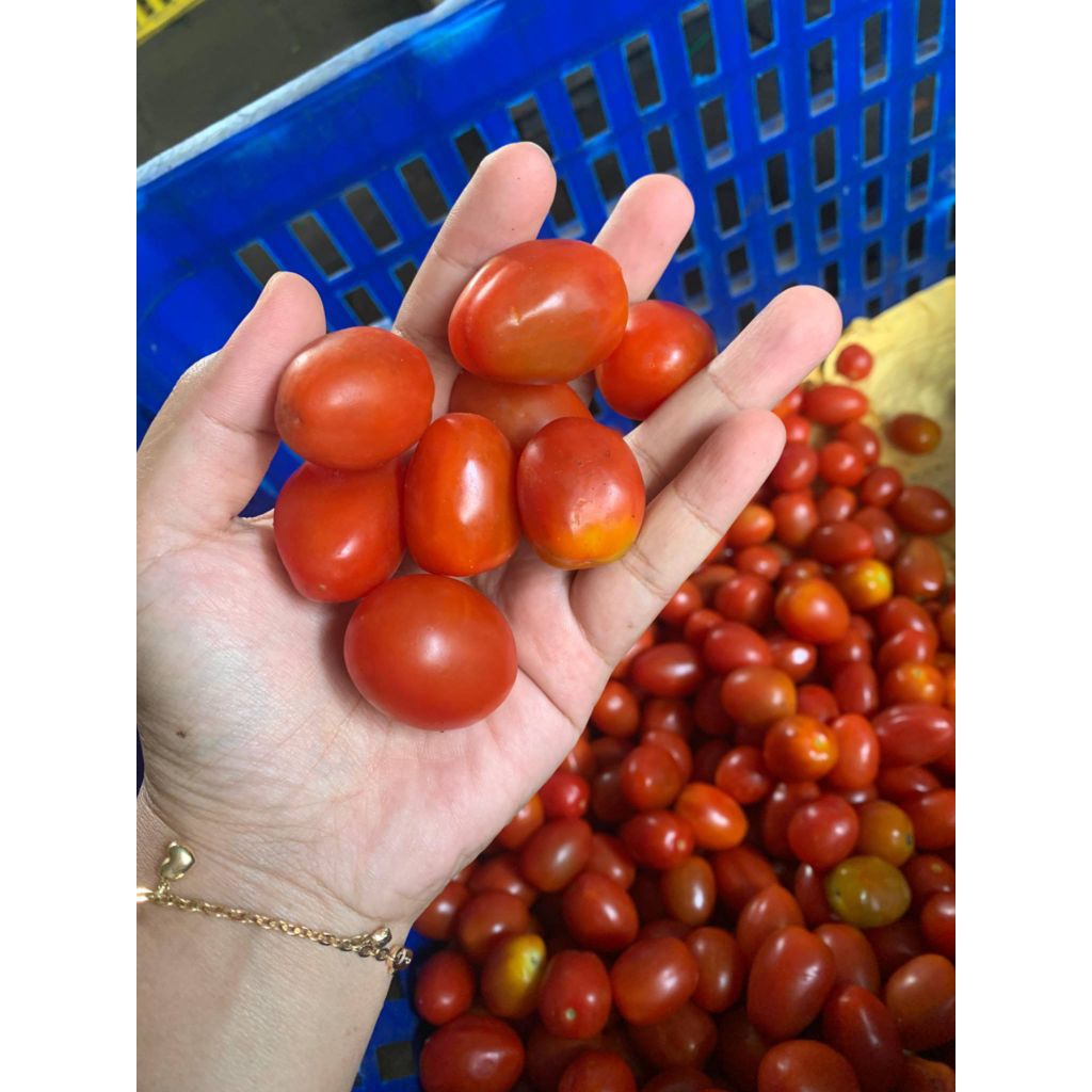 Tomat Cherry tomat buah segar 250gr 500gr 1kg