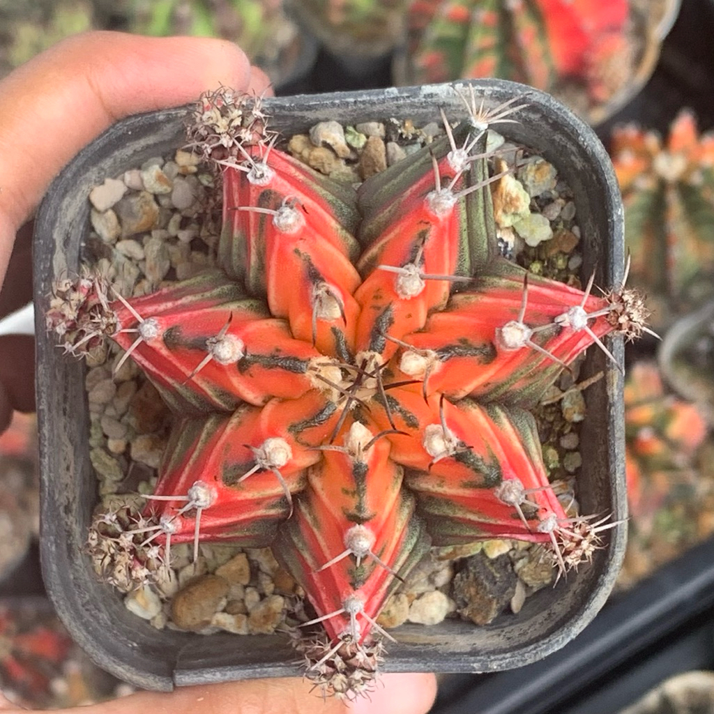 lp19 Gymno gymnocalycium miha mihanovichi red black kaktus miha hybrid tanaman hias hidup gurun hobb