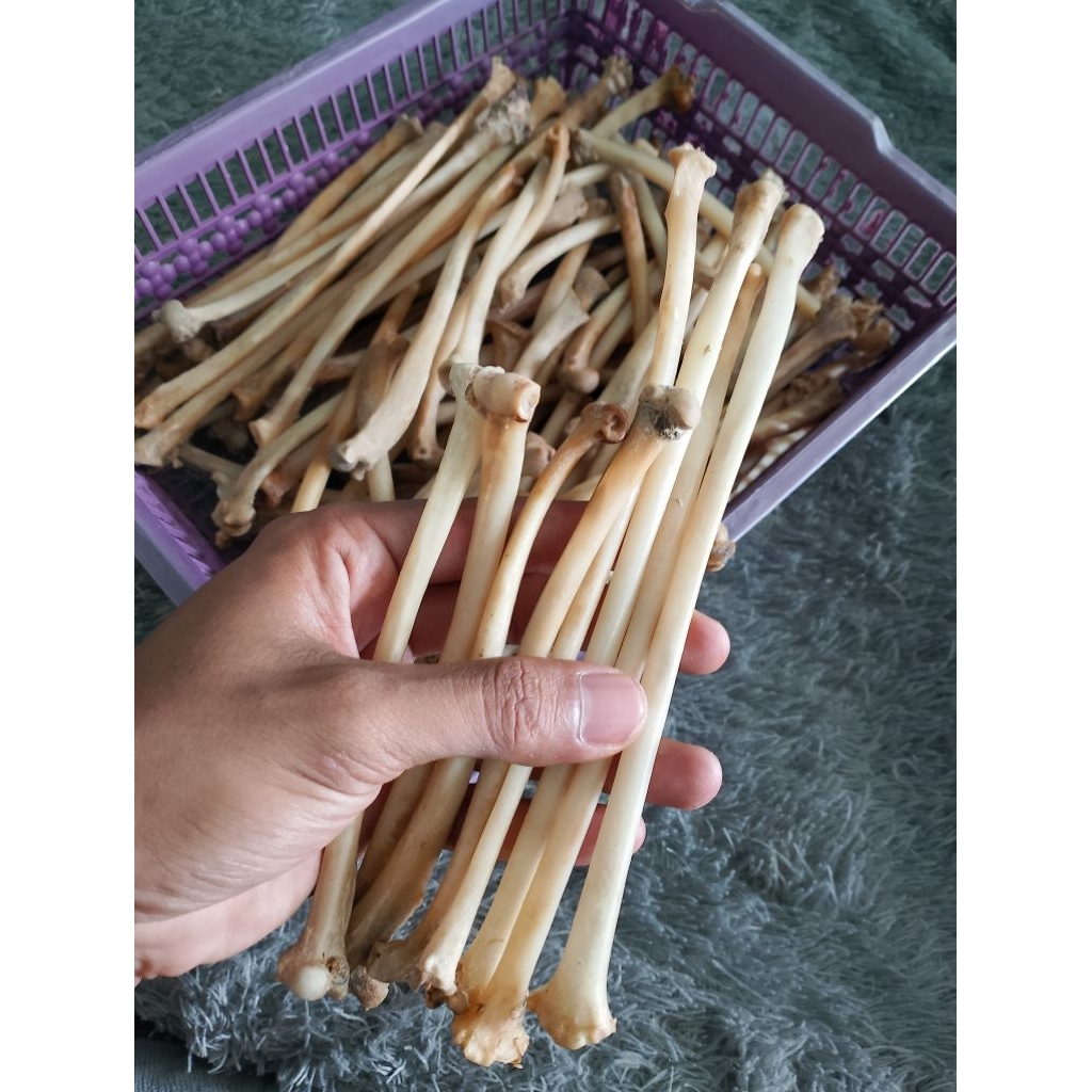 bahan once tulang kalong