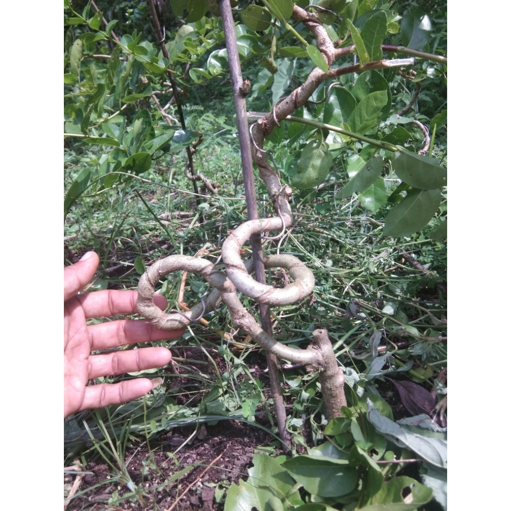 Bahan Bonsai Sancang Meliuk Liuk .
