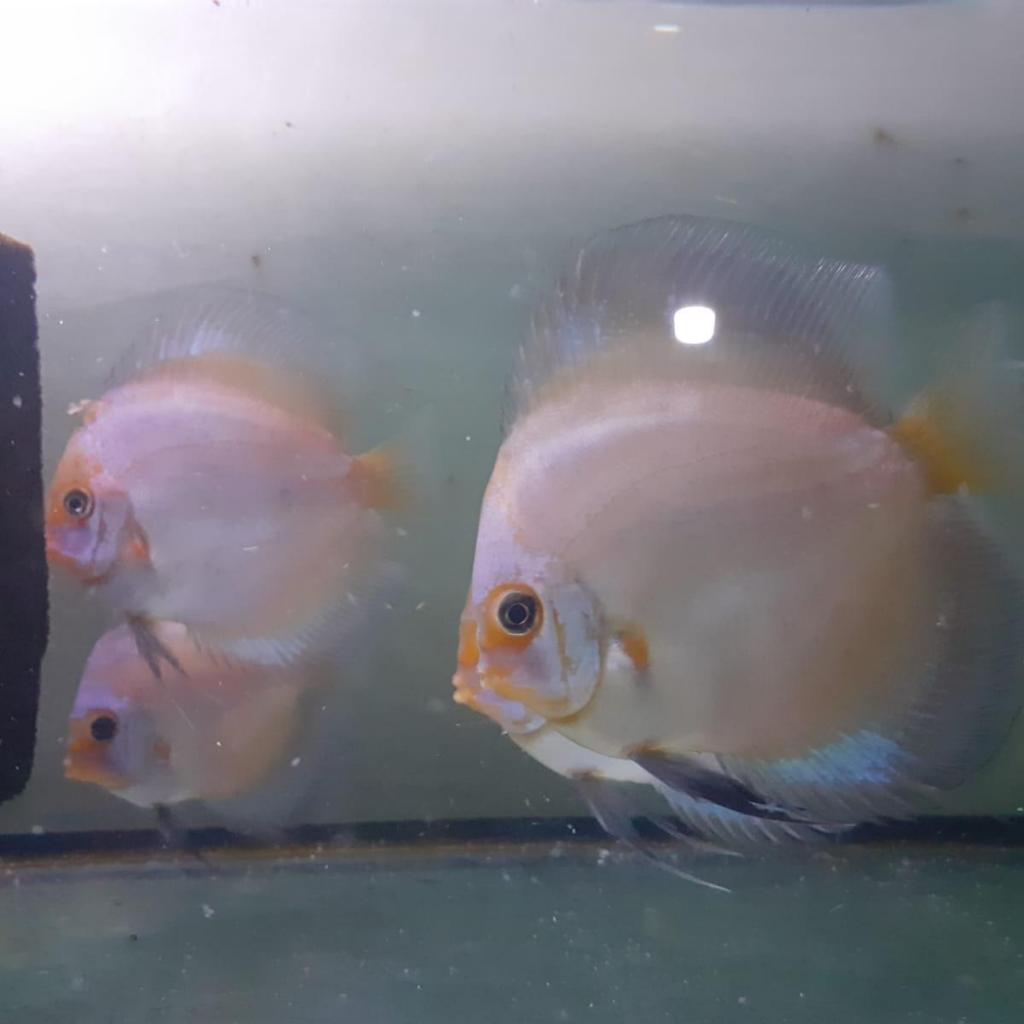 Ikan Discus Ghost Blue Face/Discus Premium/Discus Blue/Ikan Biru
