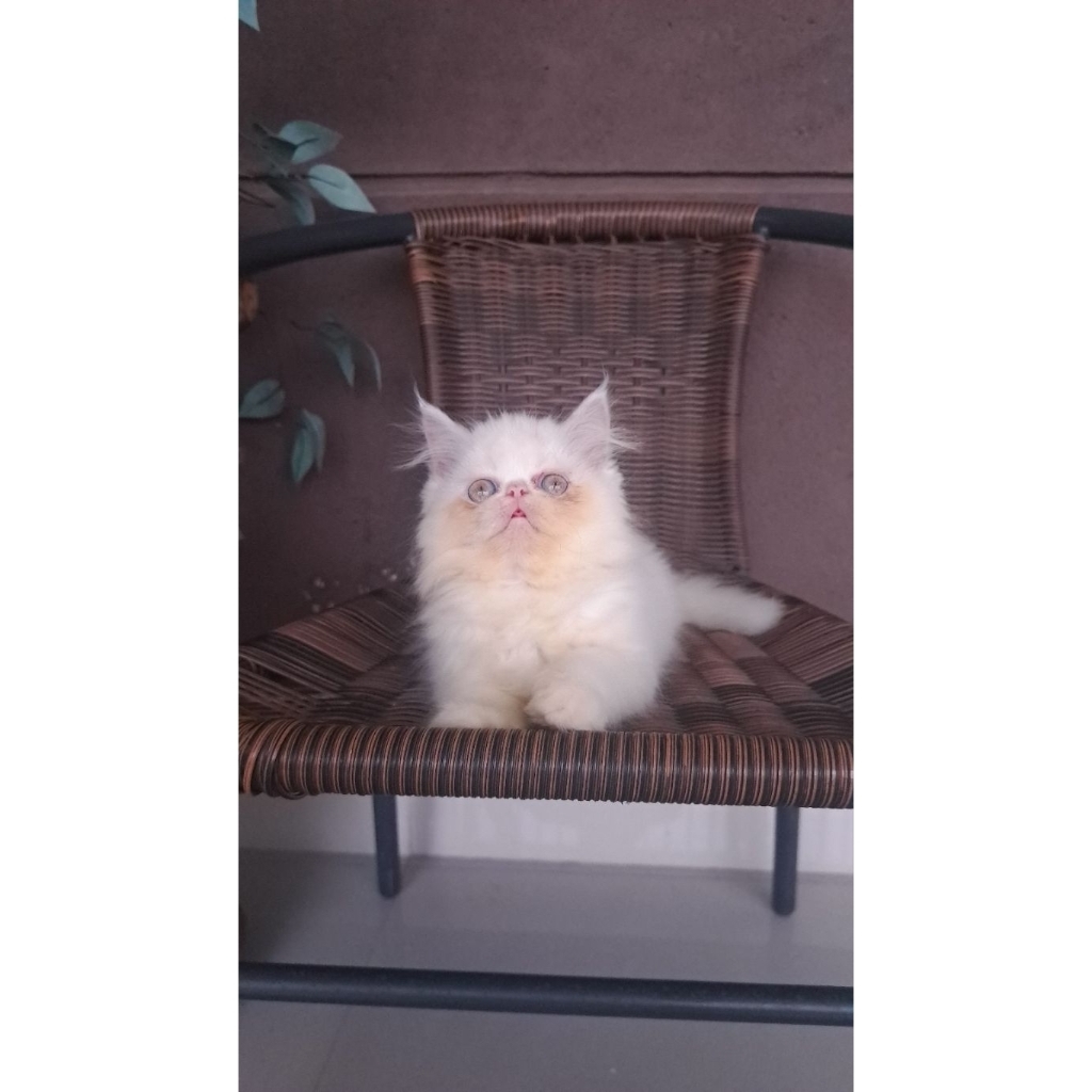 kucing persia flatnose putih pesek lucu
