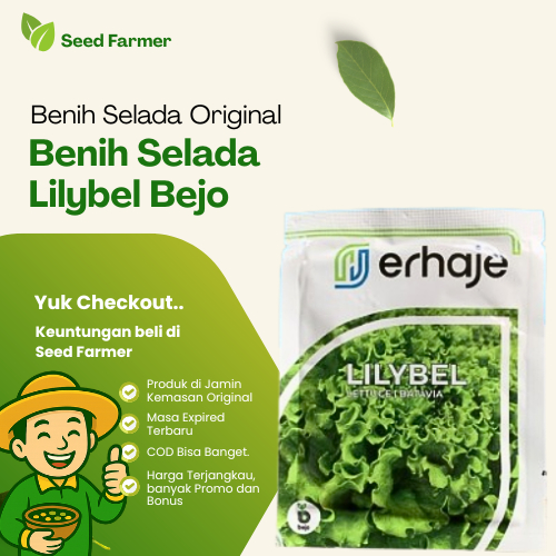 Benih Bibit Selada Batavia Lilybel 1000 Bejo Seed Pills Selada Hijau Keriting Original Pabrik