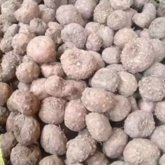 1Kg BIBIT UMBI PORANG ISI BANYAK BERKUALITAS DORMAN / BIBIT PORANG ASLI 100%