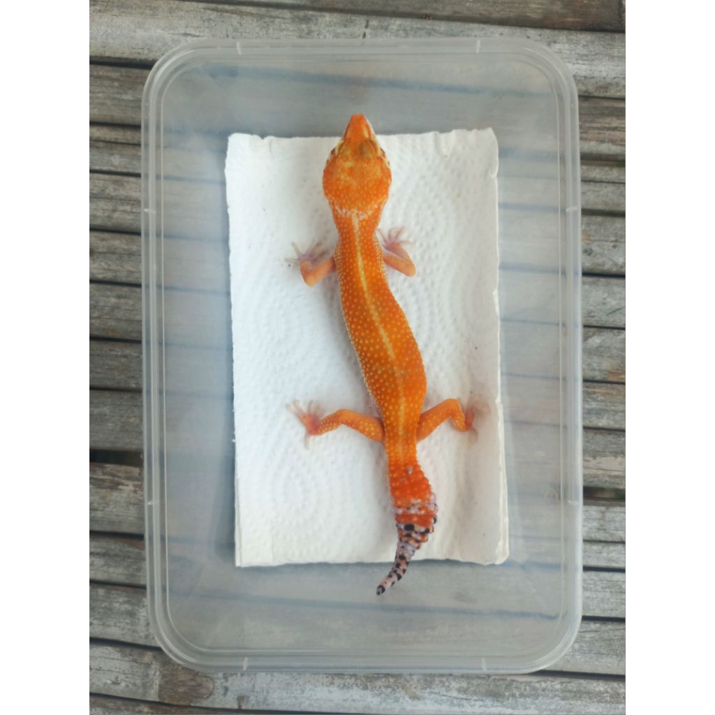 MAINAN GECKO SHTCT OVUL MINUS ADULT SESUAI FOTO