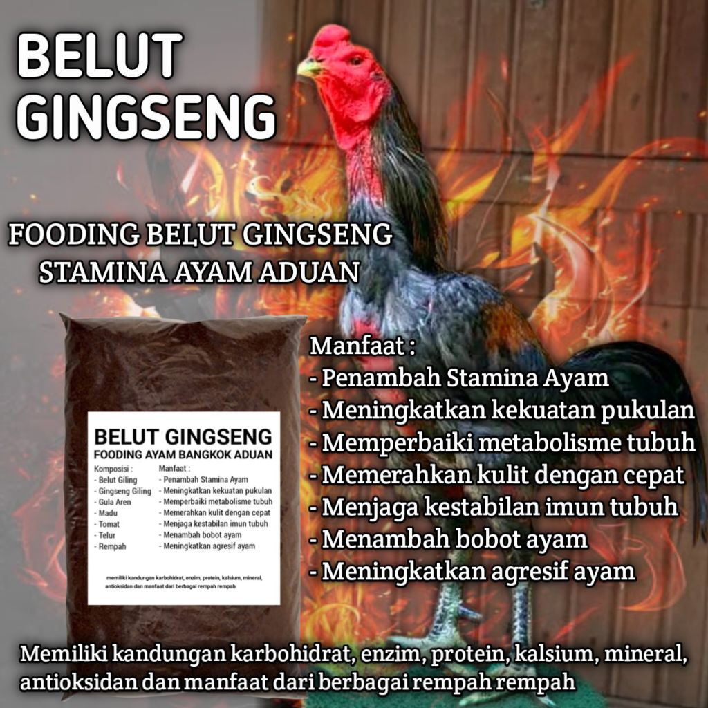 Fooding belut gingseng rawatan ayam aduan