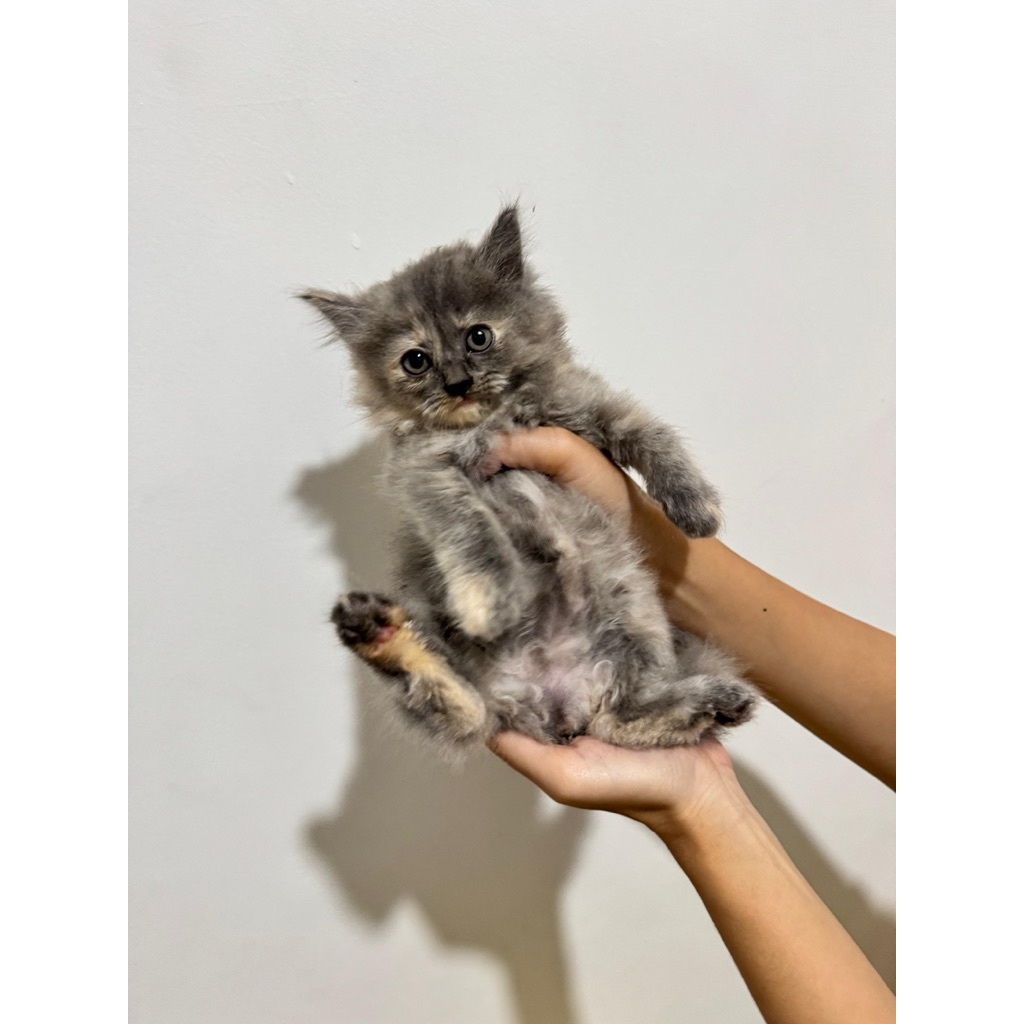Kitten Persia Longhair