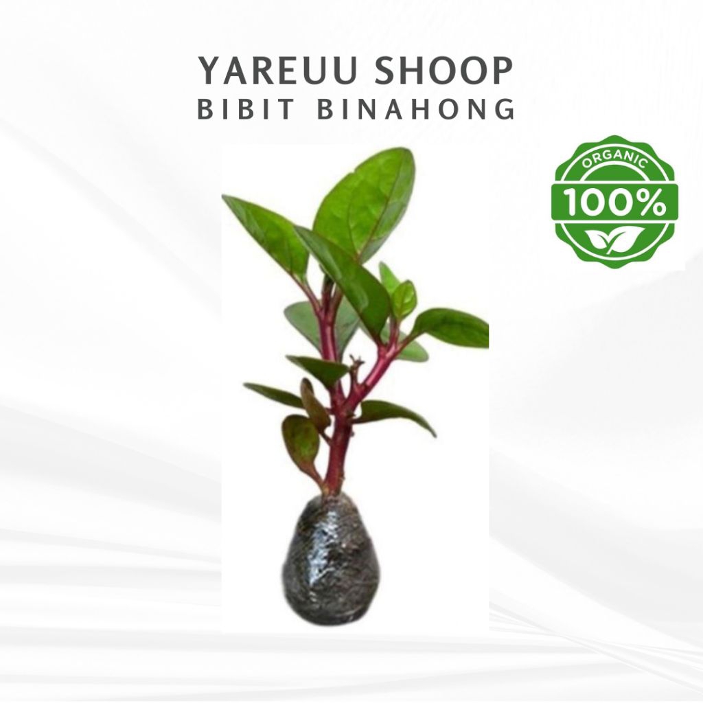 Bibit Binahong/Buah Angkung Siap Tanam