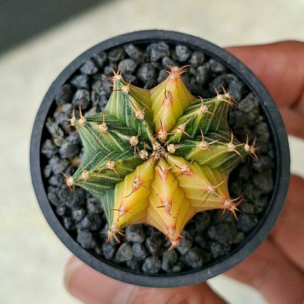 Kaktus LB Hybrid Variegata