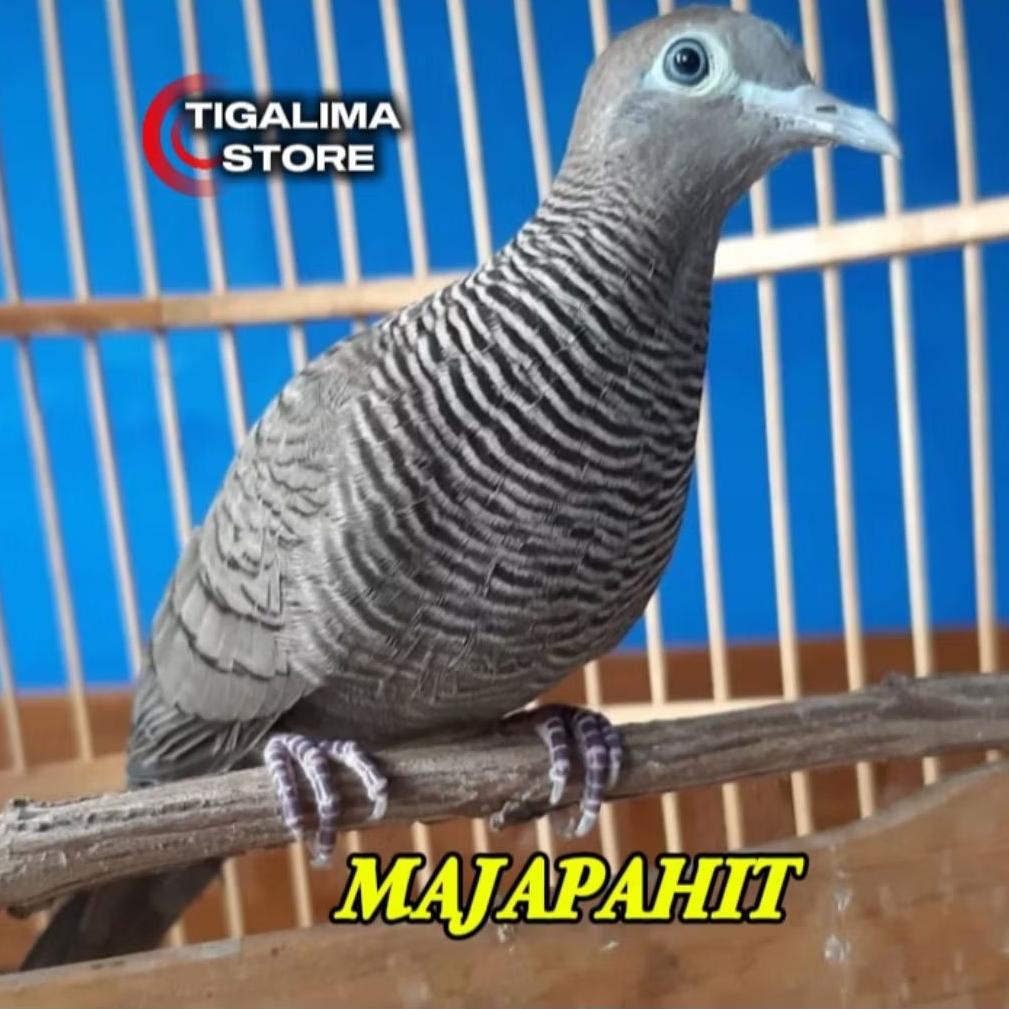 PERKUTUT CEMANI MAJAPAHIT JANTAN PILIHAN